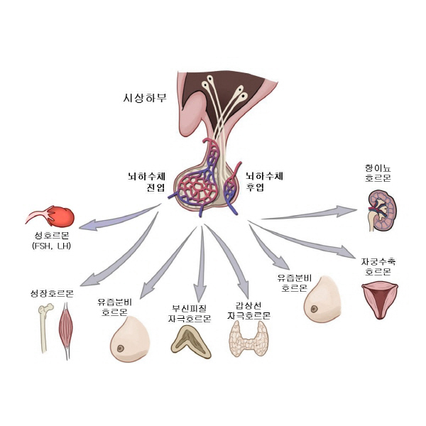 뇌하수체