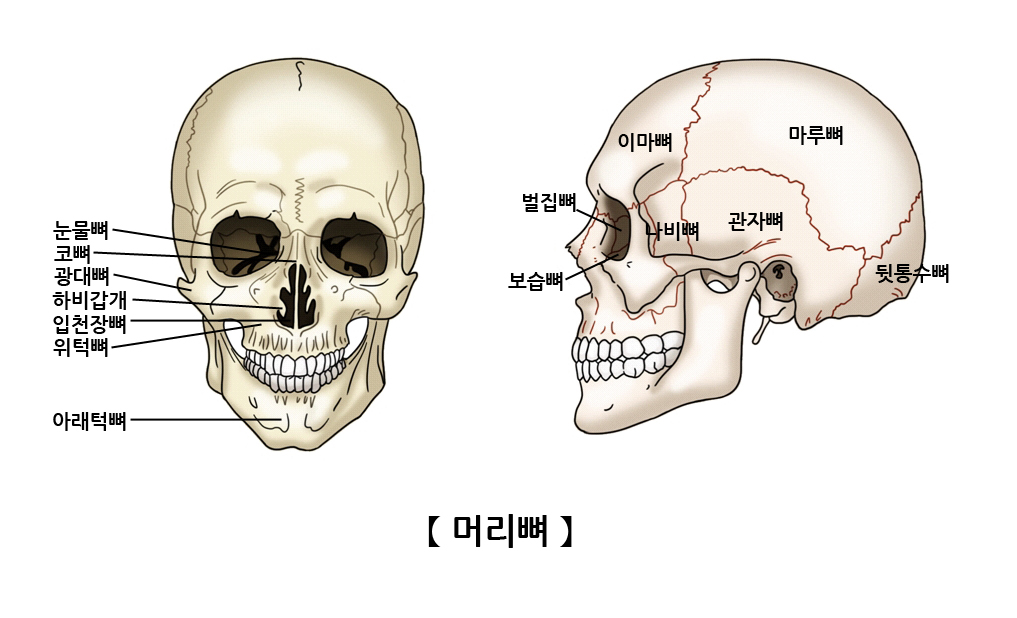 머리뼈