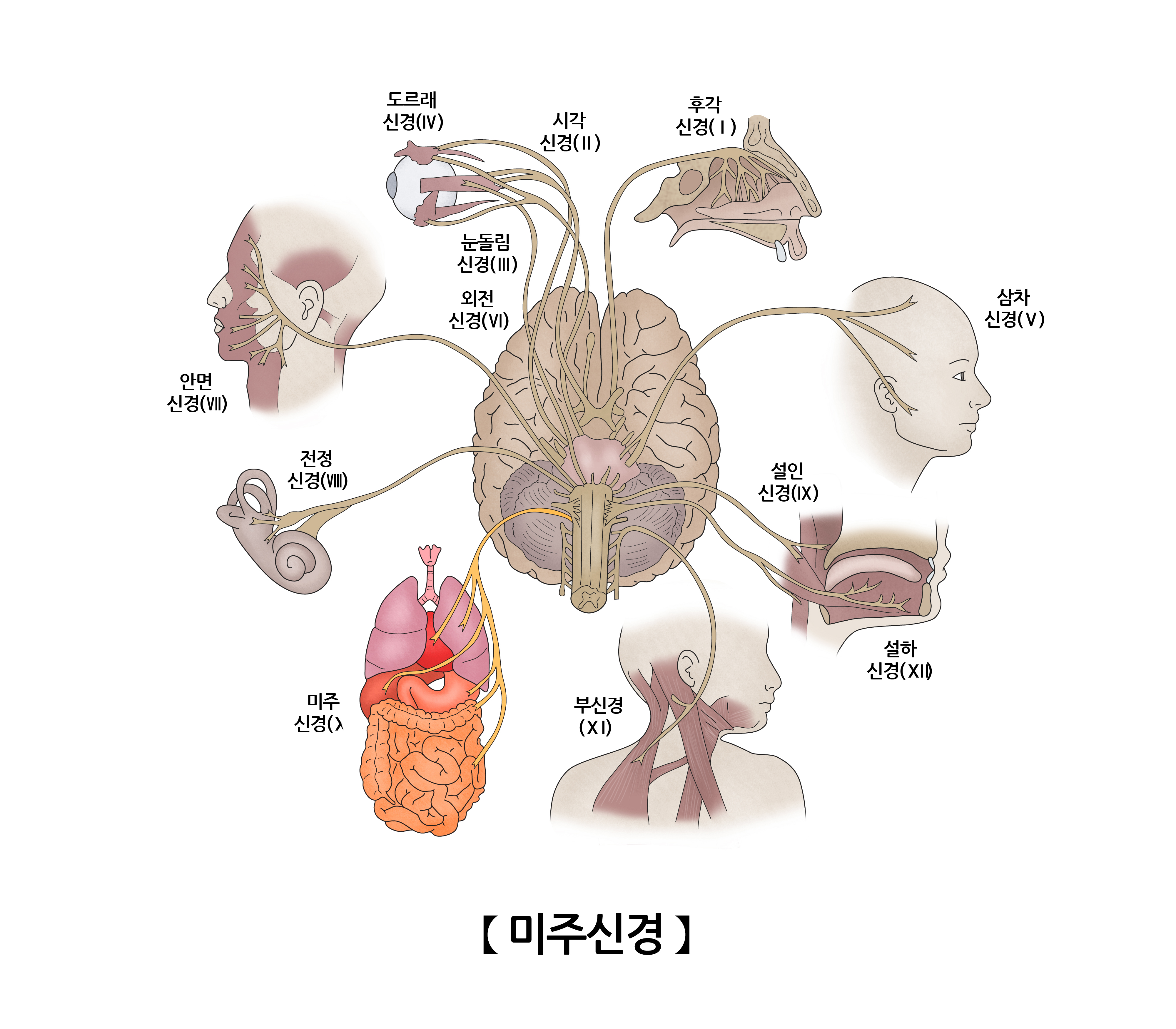 미주신경