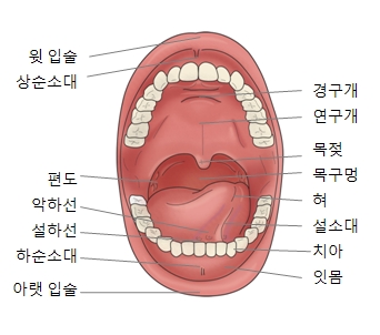 잇몸